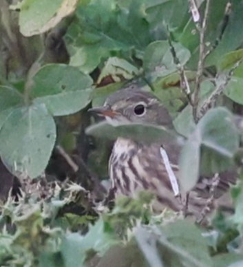 American Pipit - ML643418427