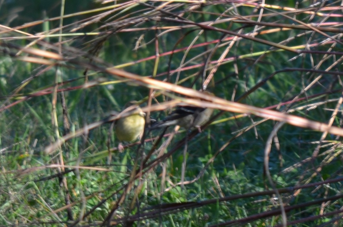 Philadelphia/Warbling Vireo - ML643418439