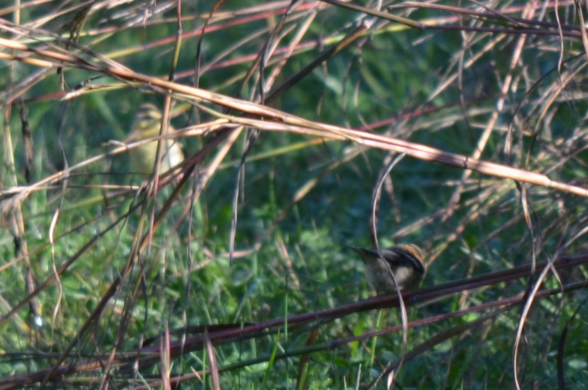 Philadelphia/Warbling Vireo - ML643418440