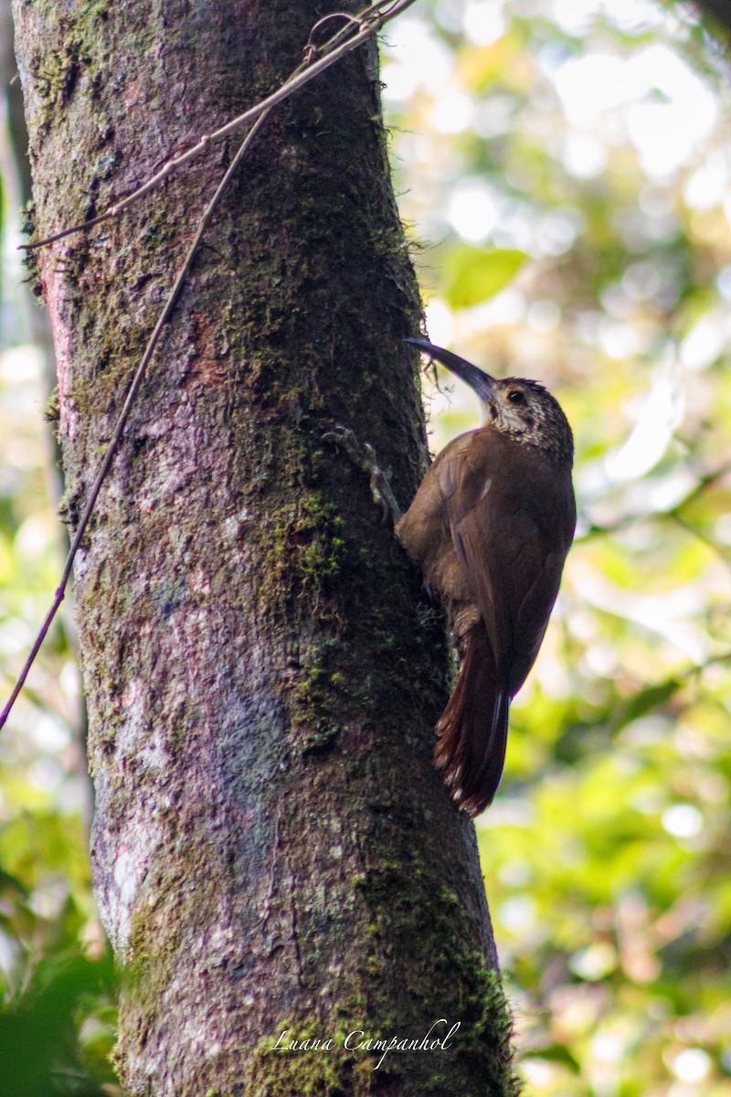 White-throated Woodcreeper - ML643418447