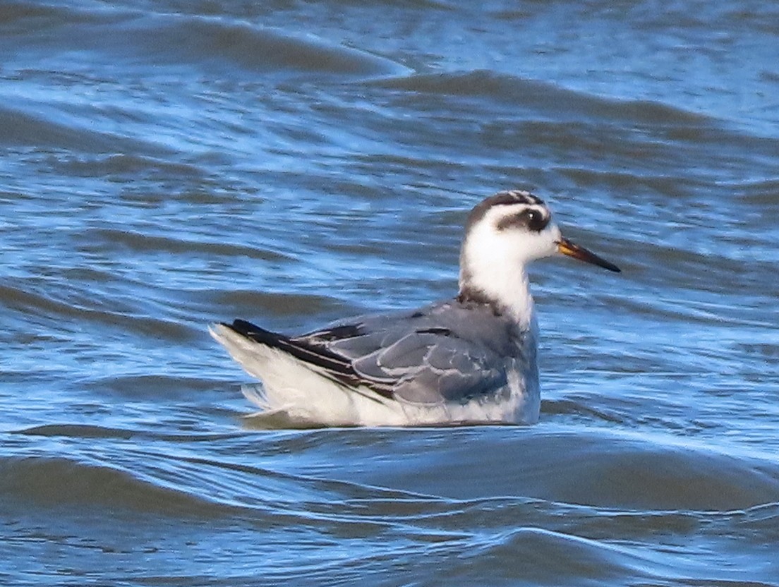 Red Phalarope - ML643418453