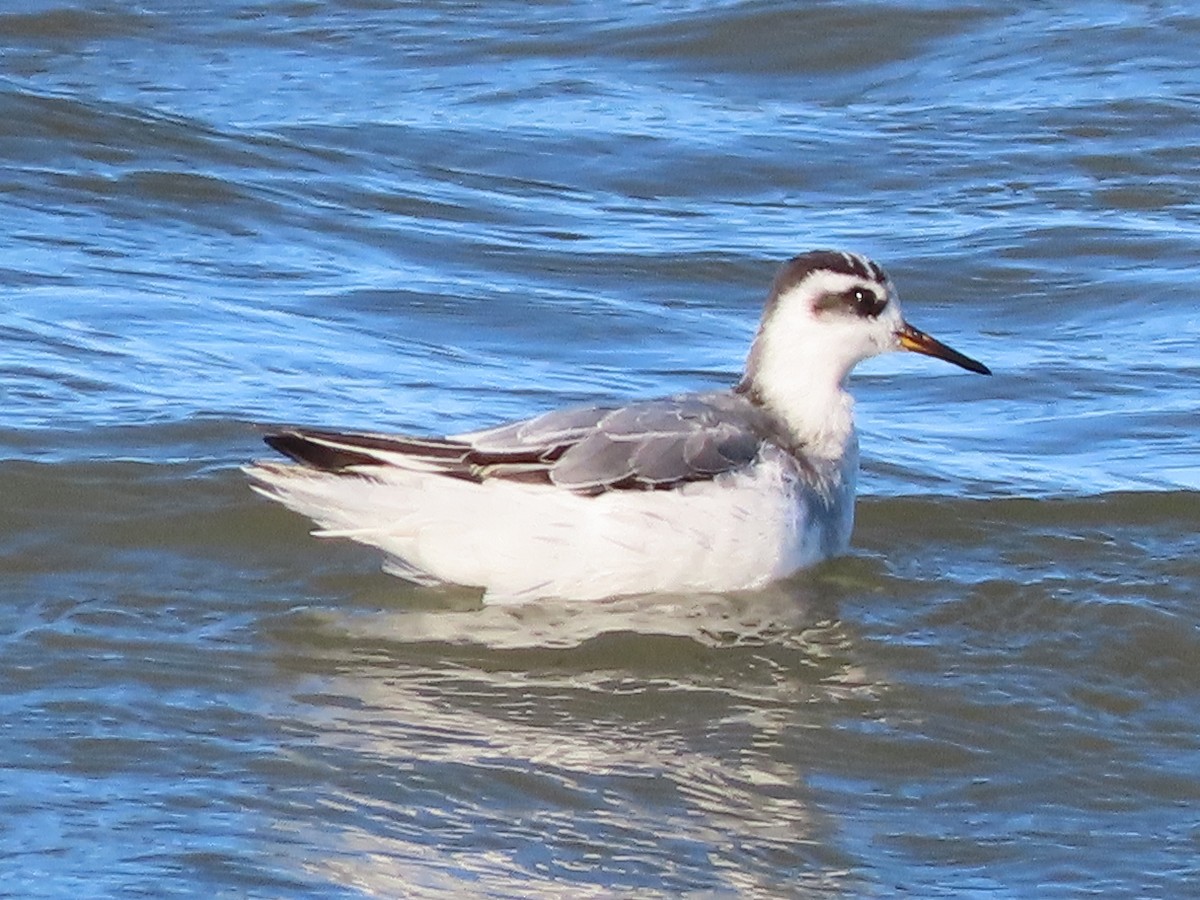 Red Phalarope - ML643418455
