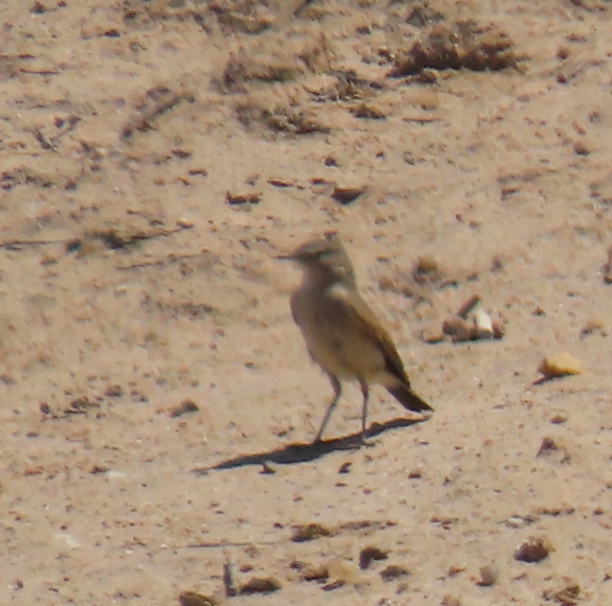 Spot-billed Ground-Tyrant - ML643418460