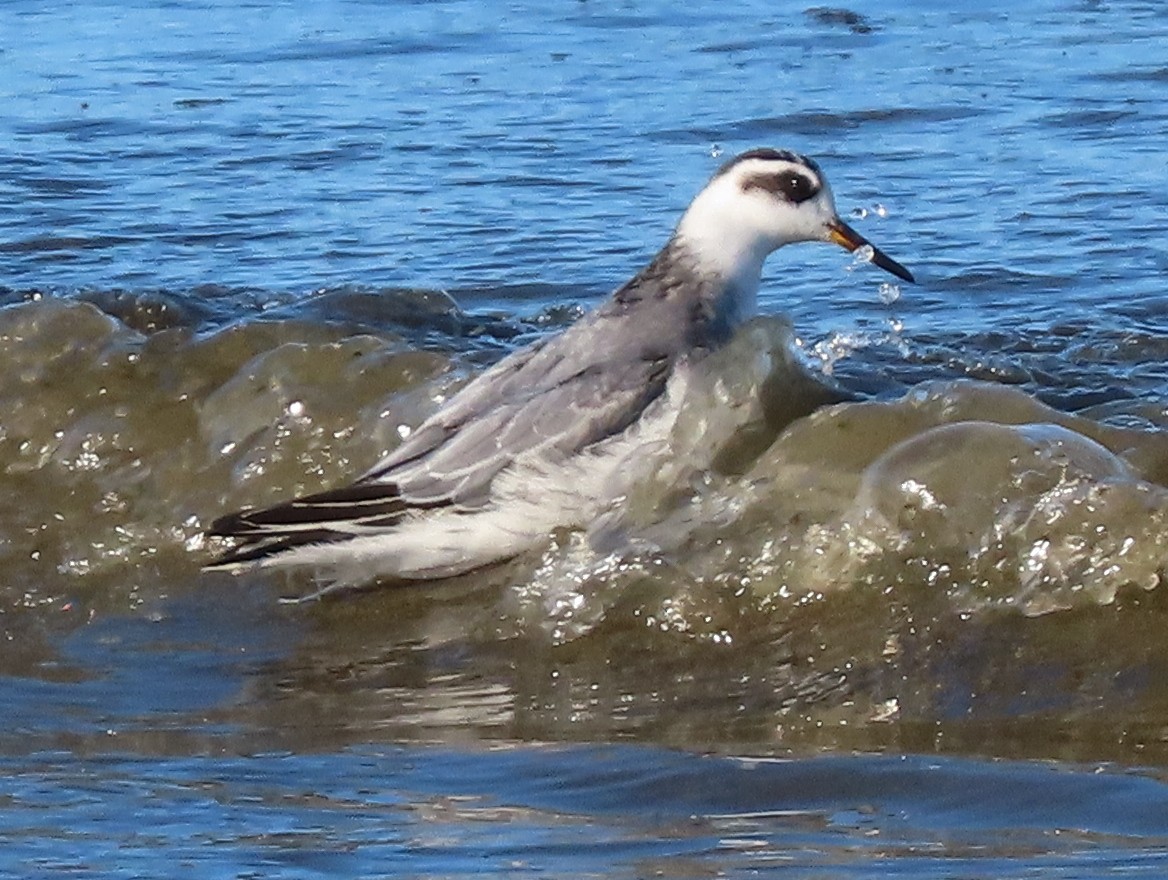 Red Phalarope - ML643418463
