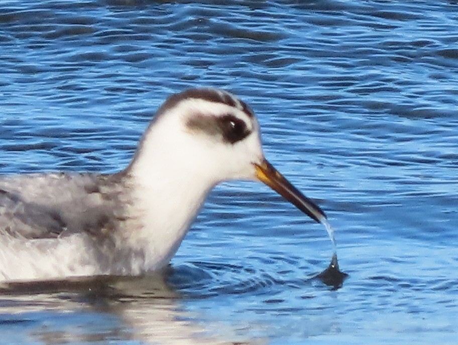 Red Phalarope - ML643418464