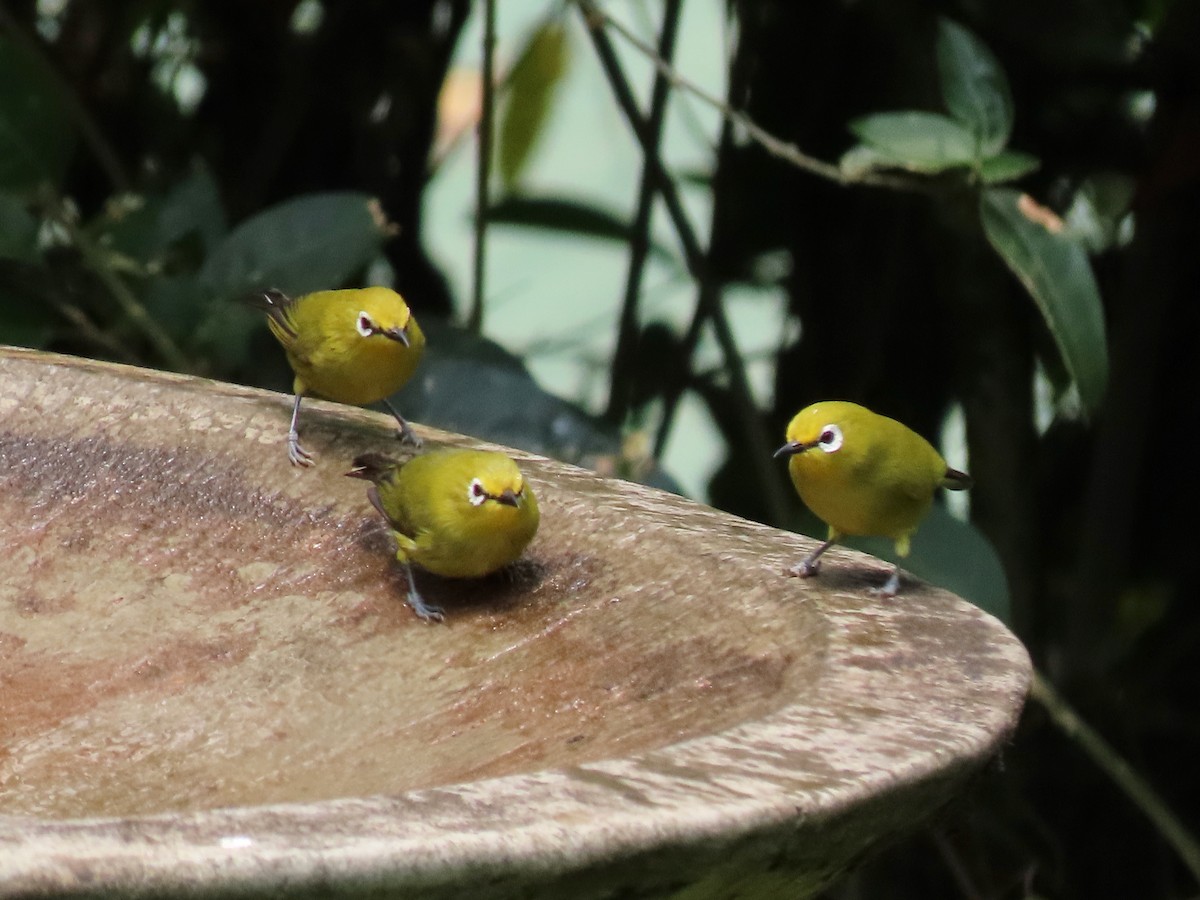 Green White-eye - ML643418474