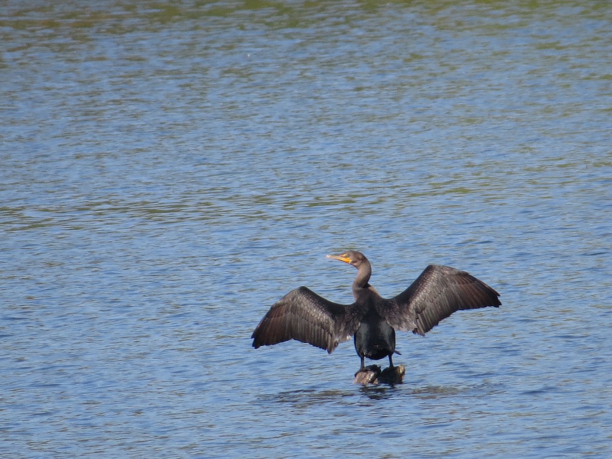 Double-crested Cormorant - ML643418482