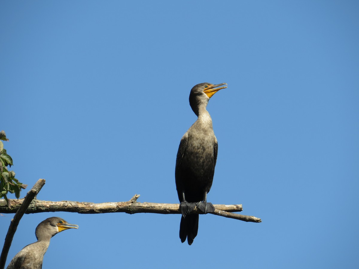 Double-crested Cormorant - ML643418511