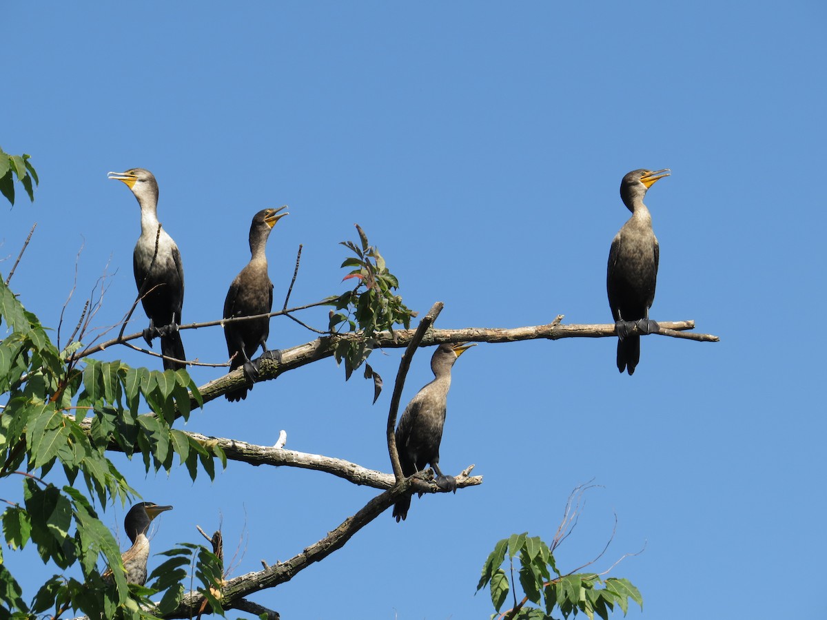 Double-crested Cormorant - ML643418512