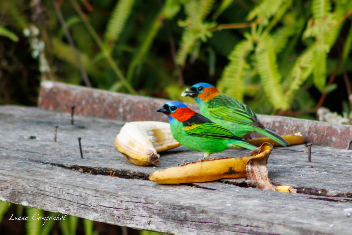 Red-necked Tanager - ML643418526