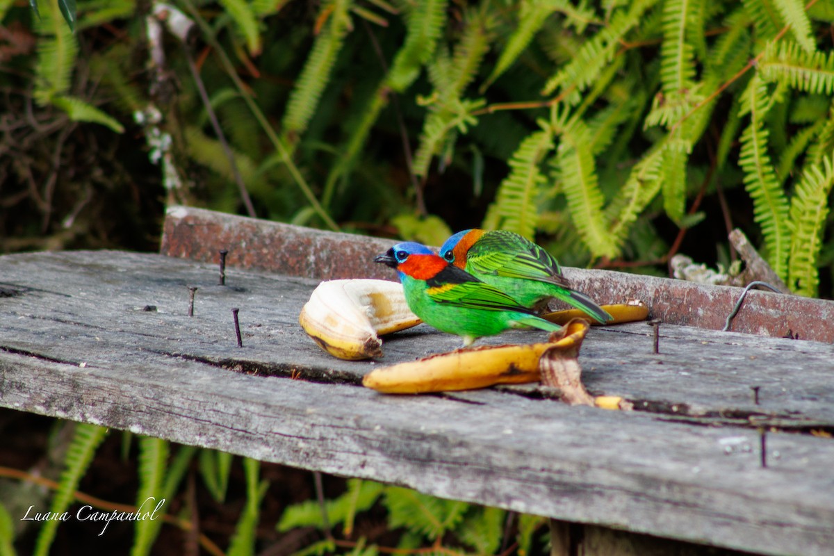 Red-necked Tanager - ML643418527