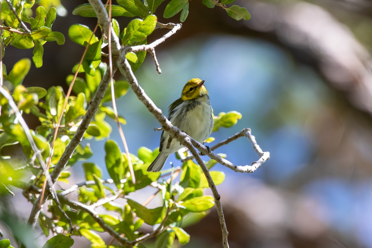 Black-throated Green Warbler - ML643418537