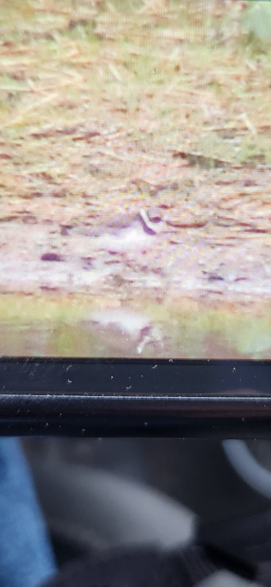 Semipalmated Plover - ML643418539