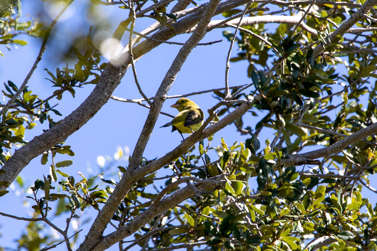 Scarlet Tanager - ML643418541