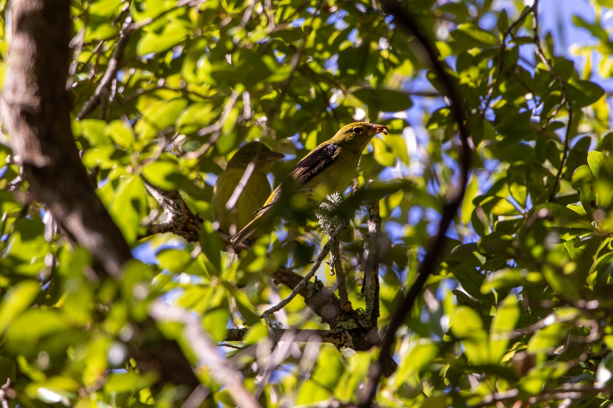 Scarlet Tanager - ML643418542