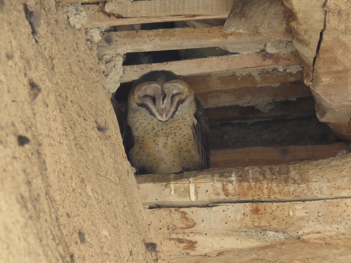 American Barn Owl - ML643418570