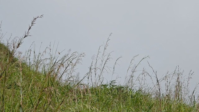 Golden-headed Cisticola - ML643418574