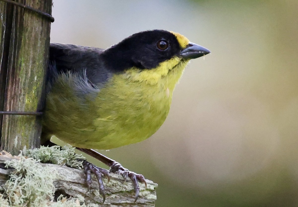 Pale-naped Brushfinch - ML643418588