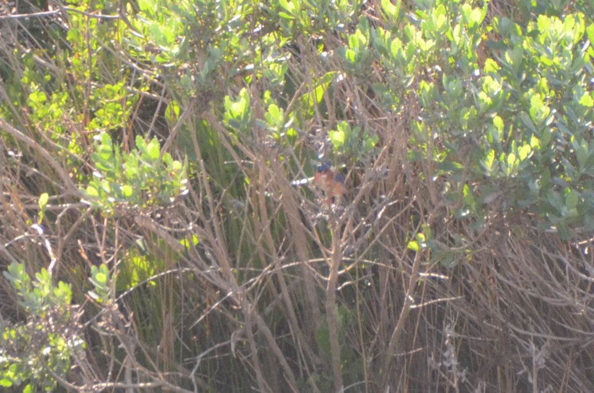 Malachite Kingfisher - ML643418592