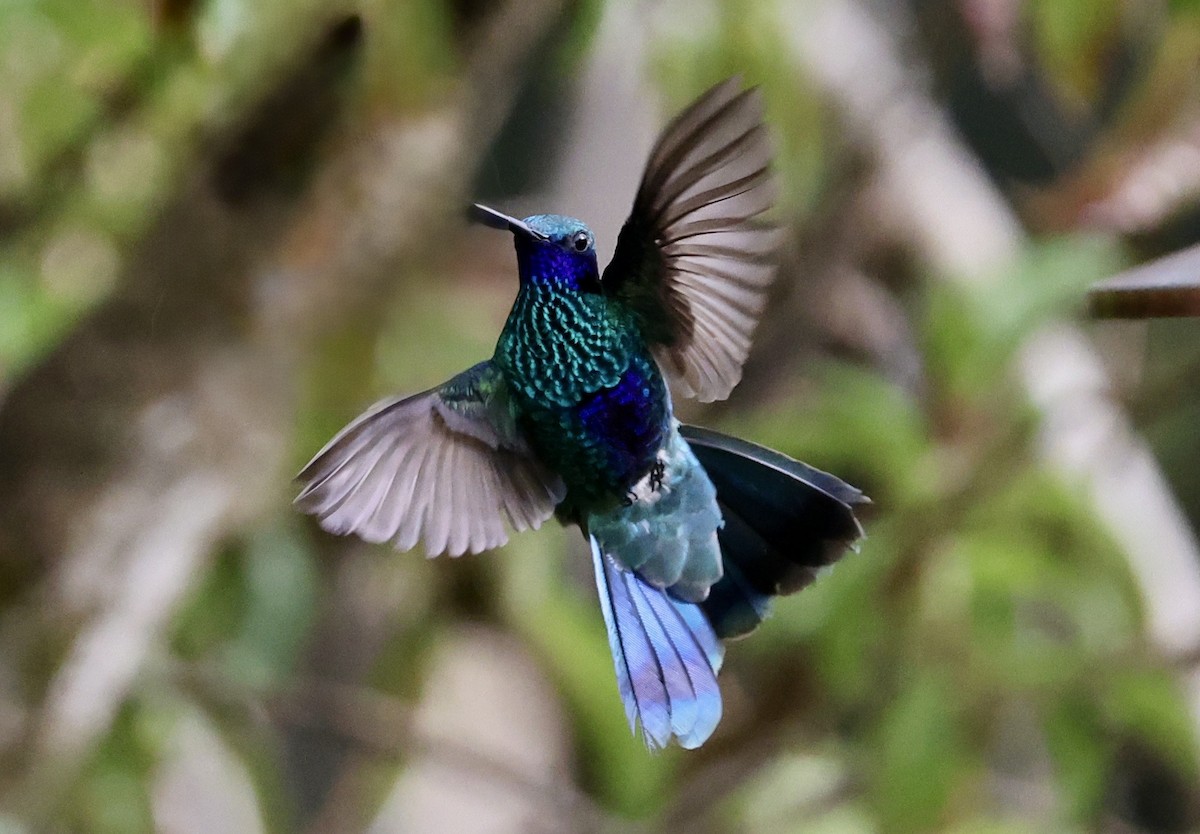 Sparkling Violetear - ML643418598