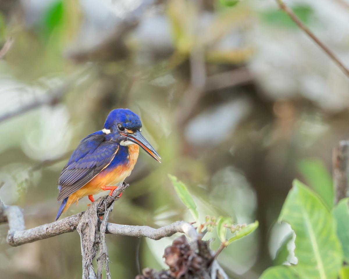 Azure Kingfisher - ML643418604