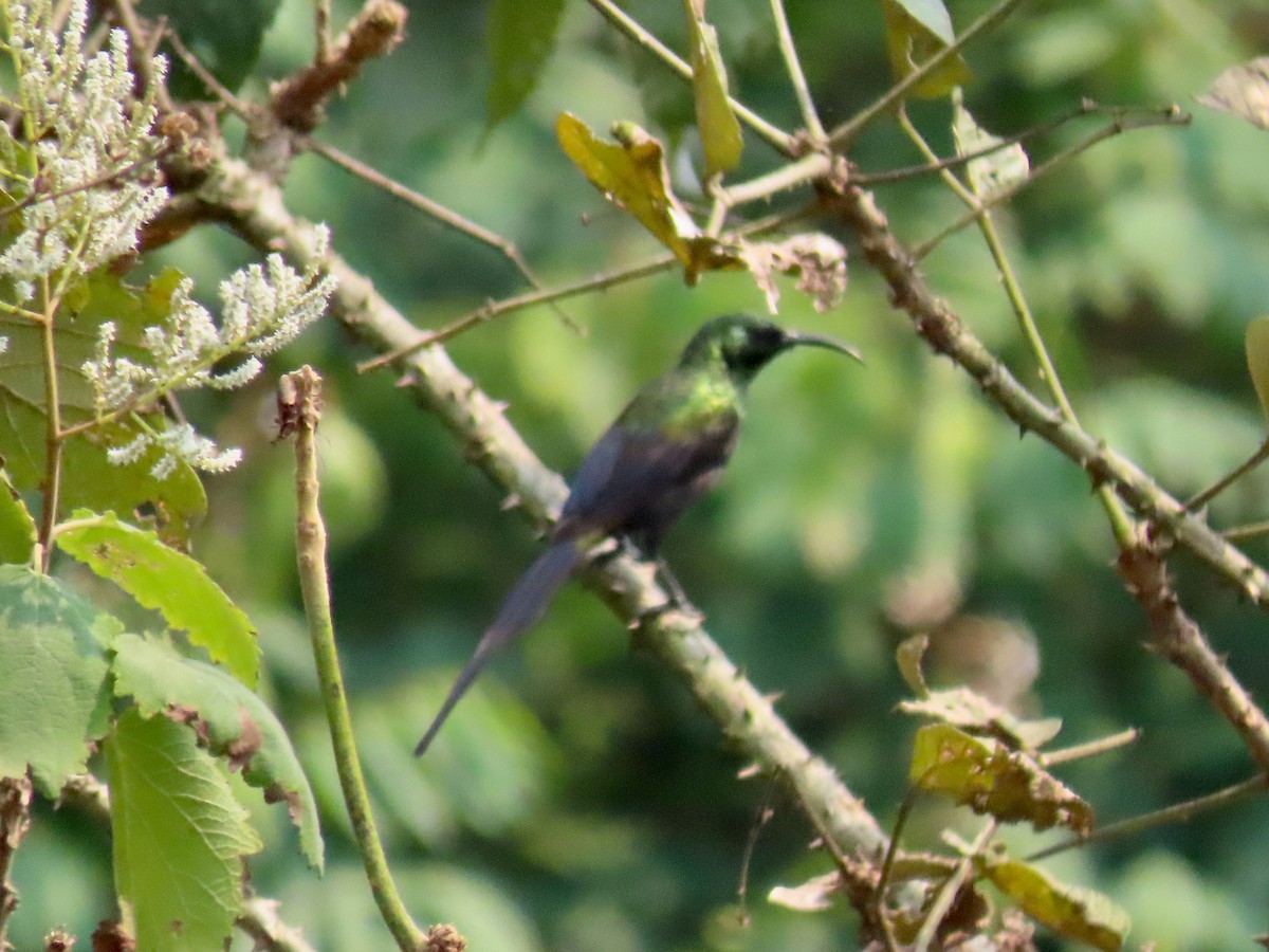 Bronze Sunbird - ML643418609