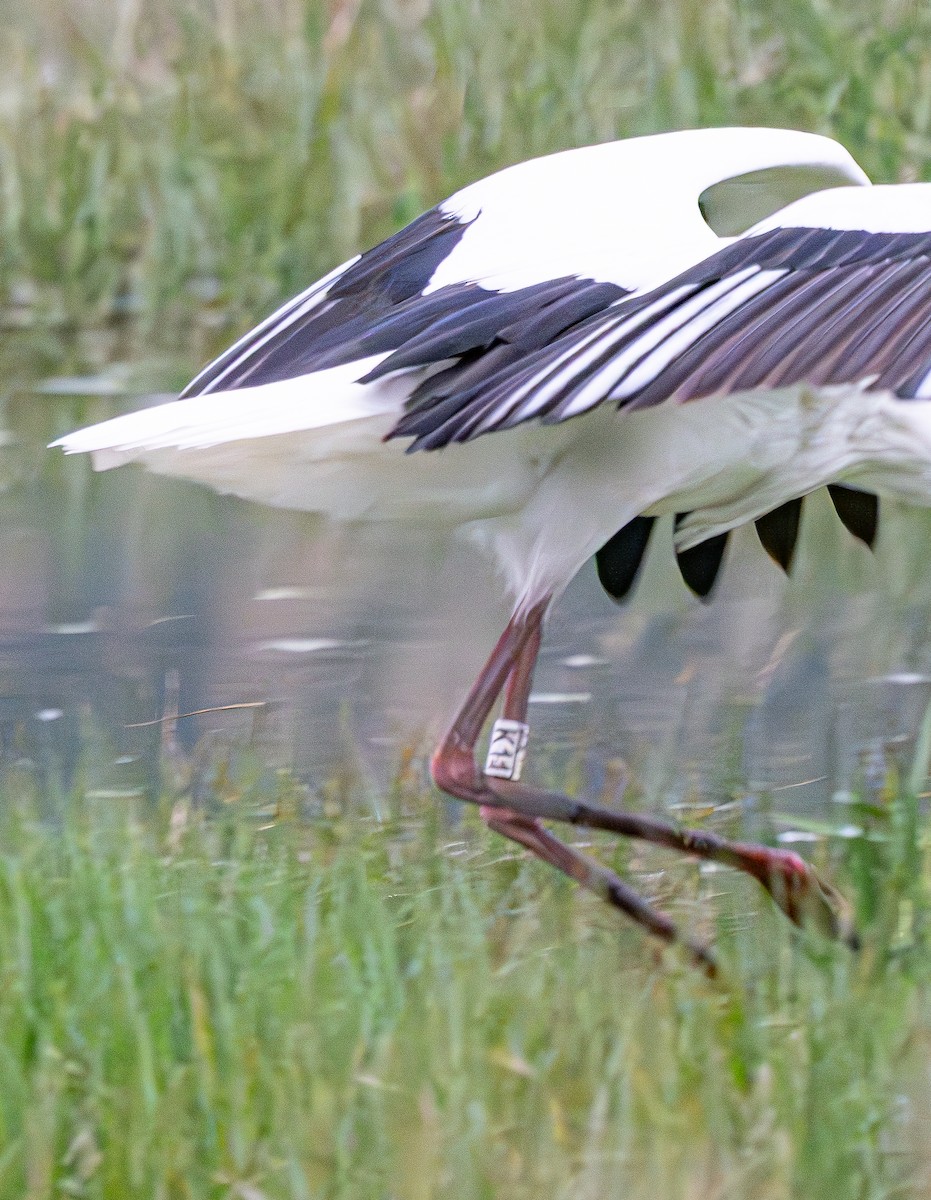 Oriental Stork - ML643418613