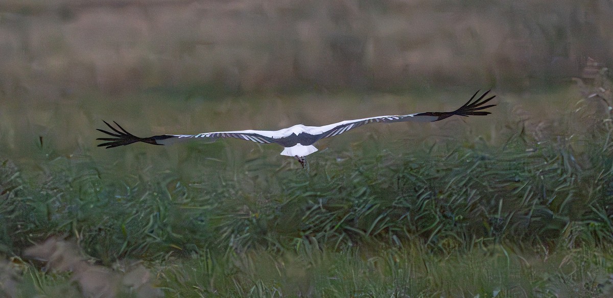 Oriental Stork - ML643418614