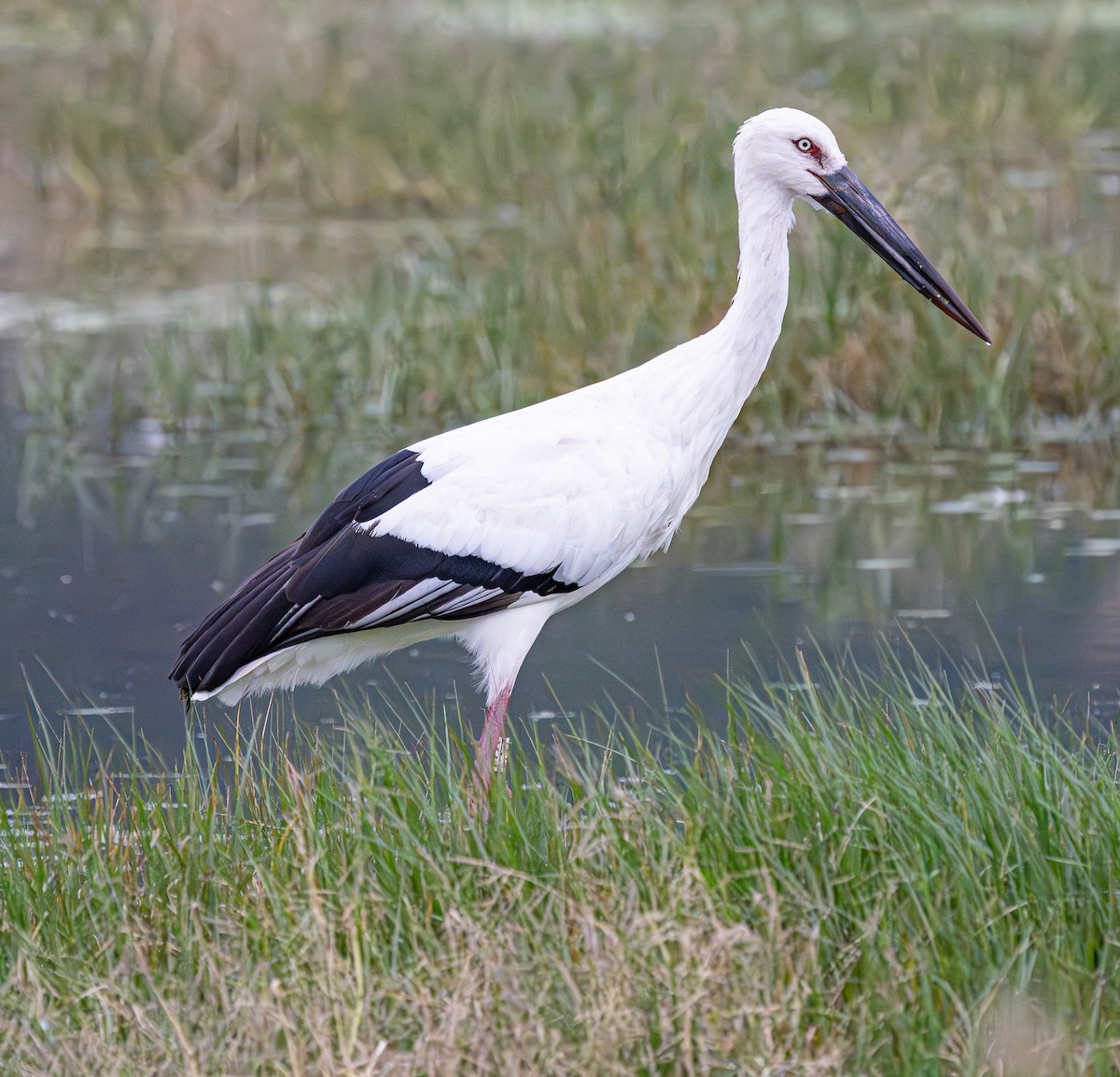 Oriental Stork - ML643418615