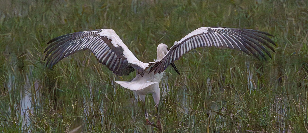 Oriental Stork - ML643418627
