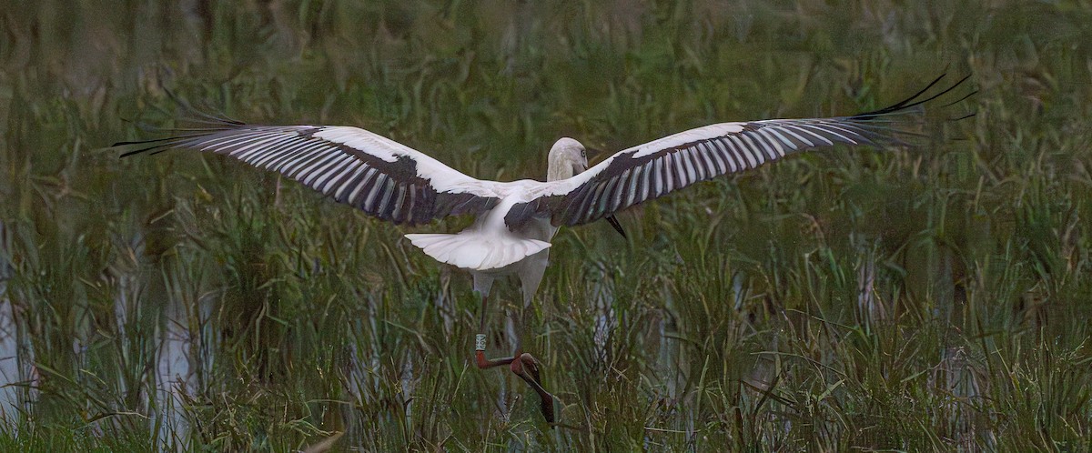 Oriental Stork - ML643418628