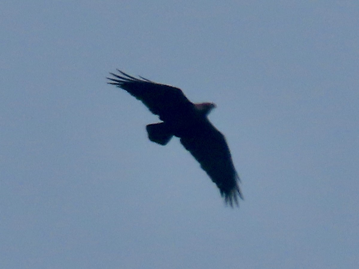 White-necked Raven - ML643418630