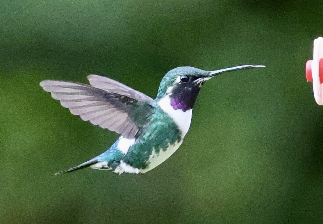 Colibri de Mulsant - ML643418631