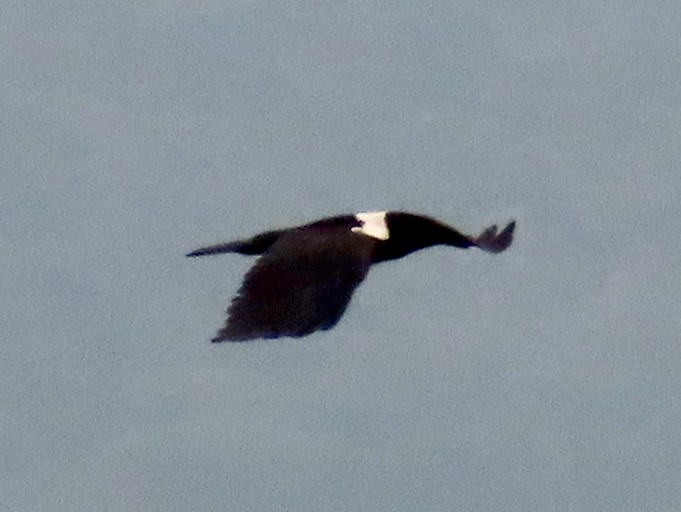 White-necked Raven - ML643418632