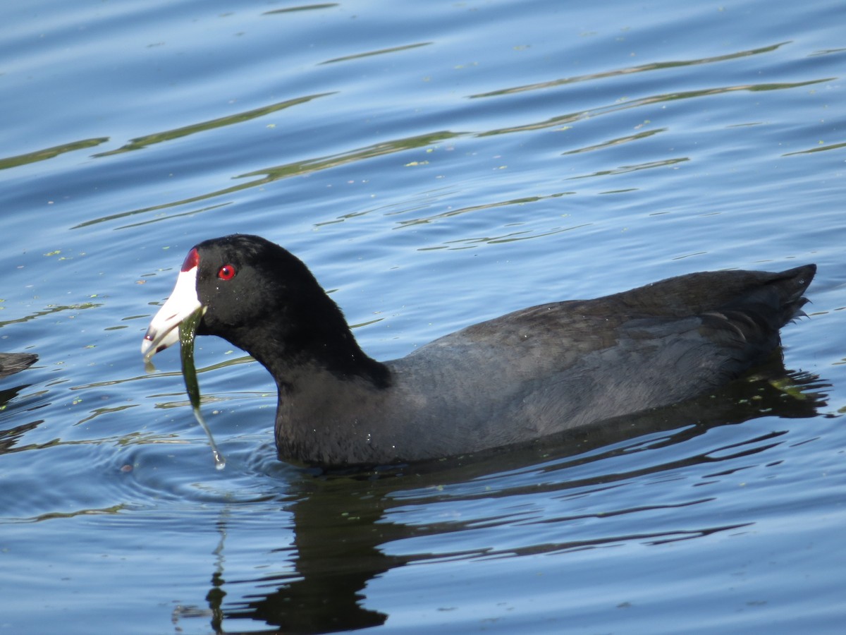 American Coot - ML643418633