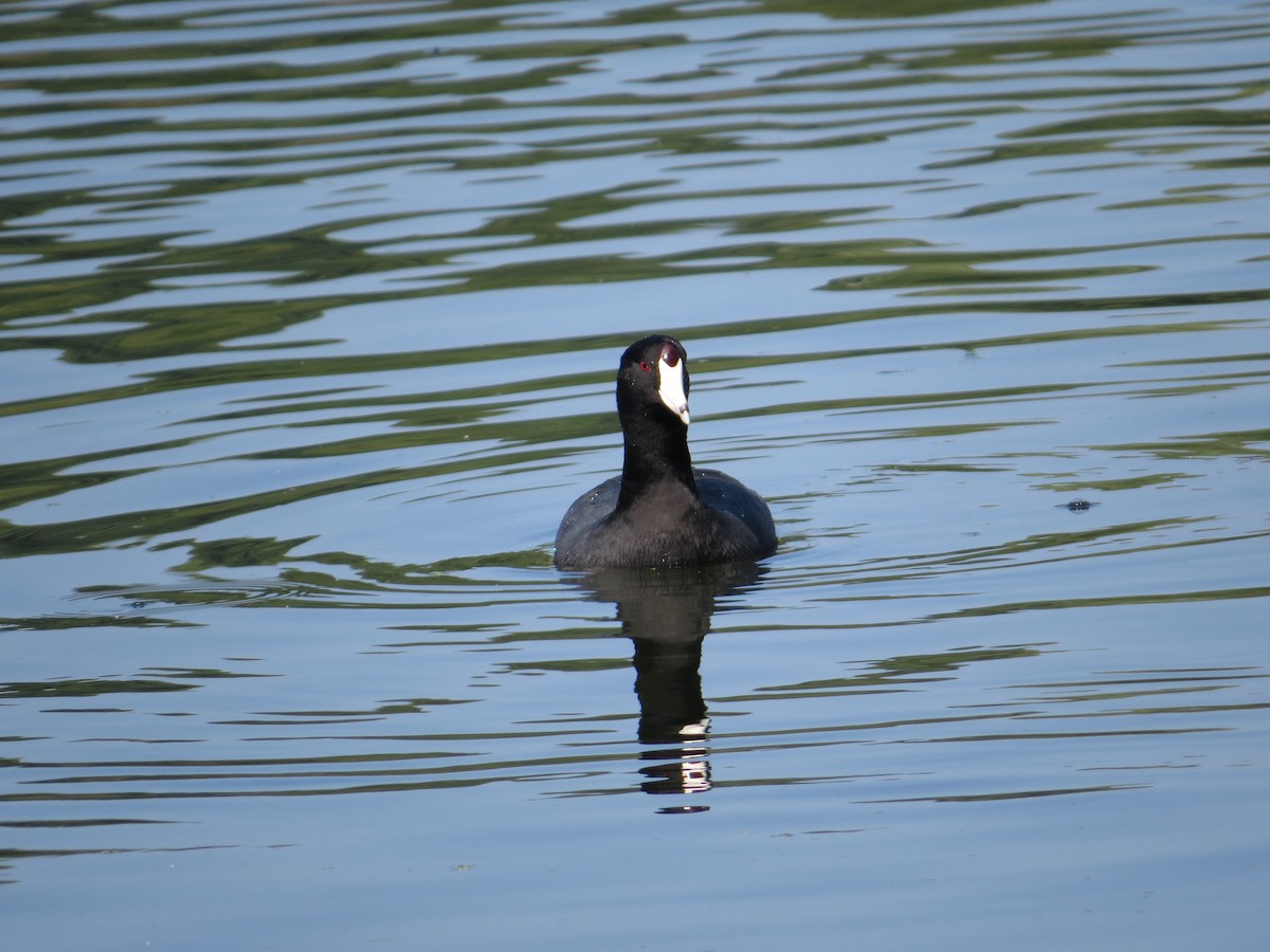 American Coot - ML643418637