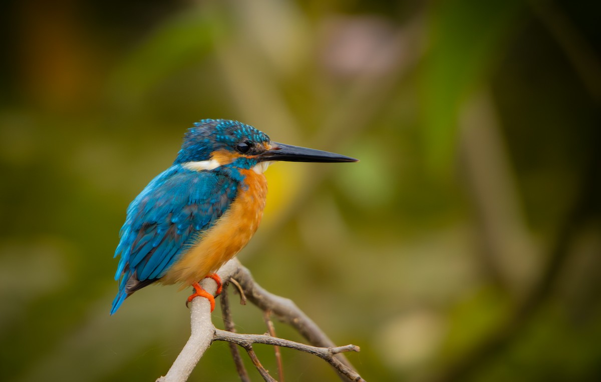 Рибалочка блакитний - ML643418638