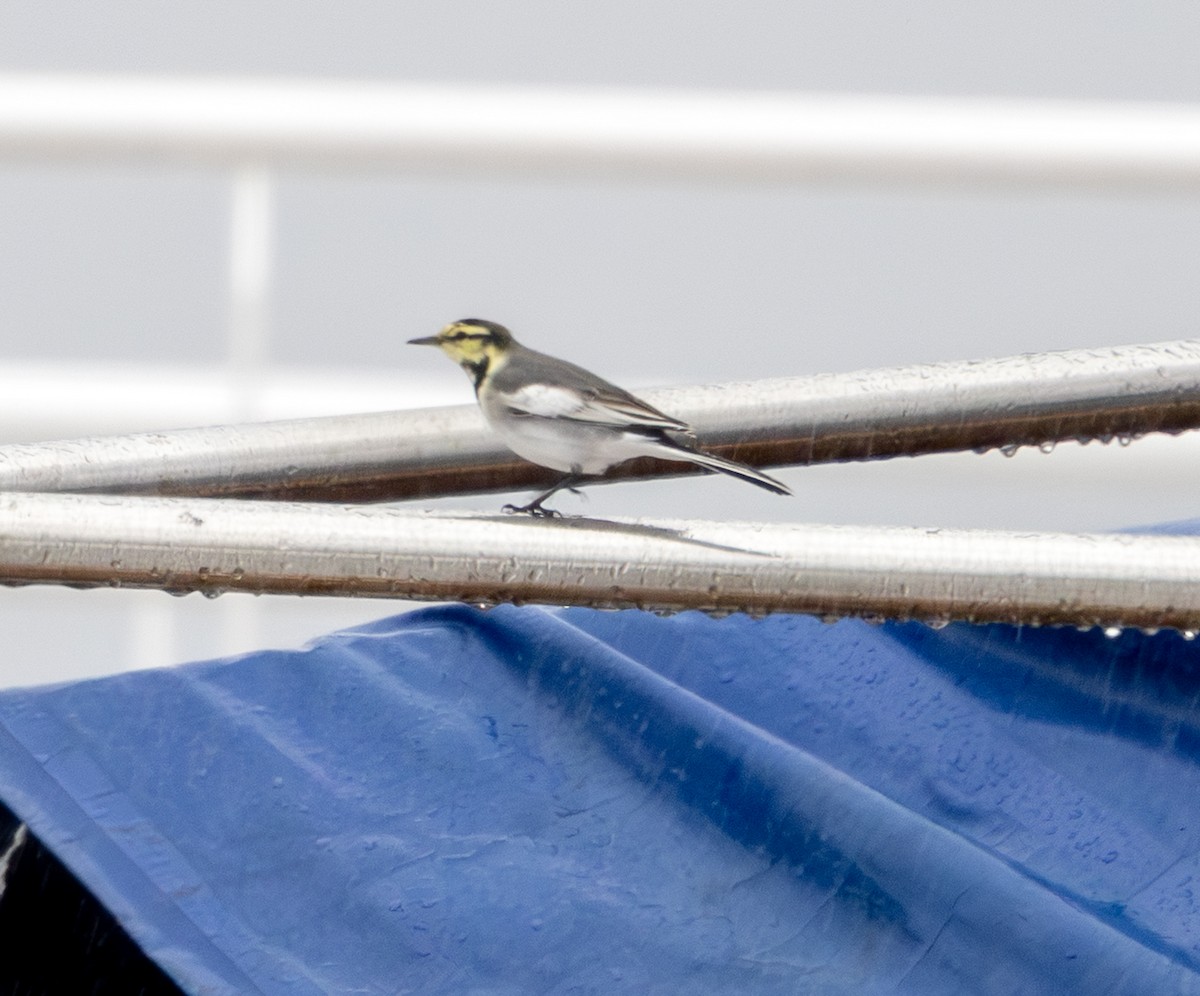 konipas bílý - ML643418642