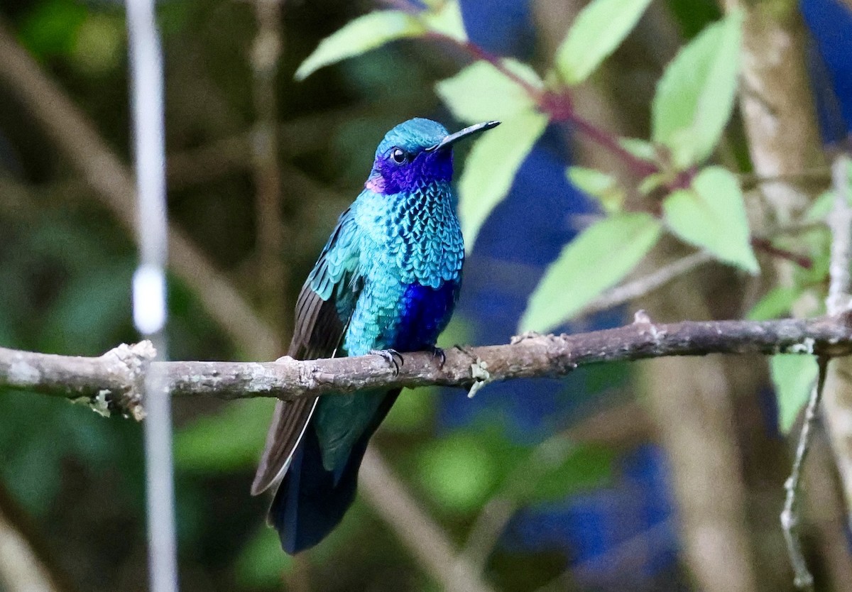 Sparkling Violetear - ML643418664