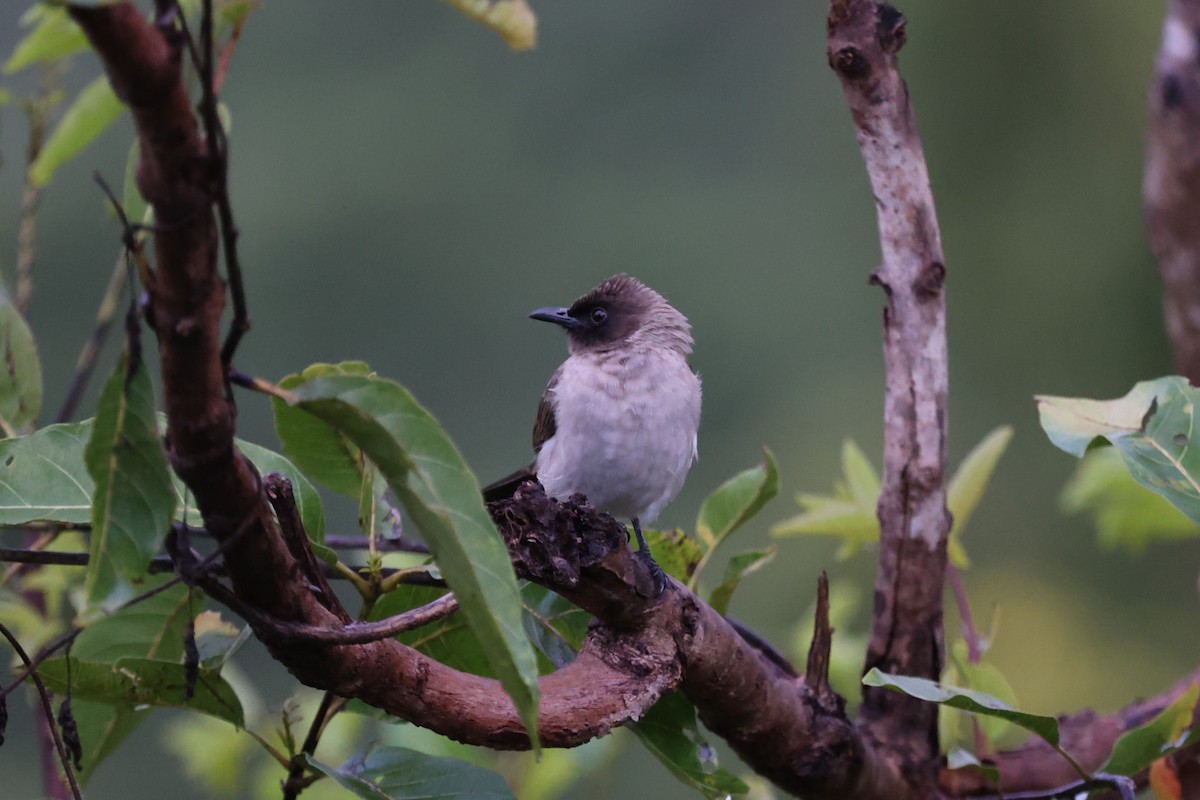 Common Bulbul - ML643418666