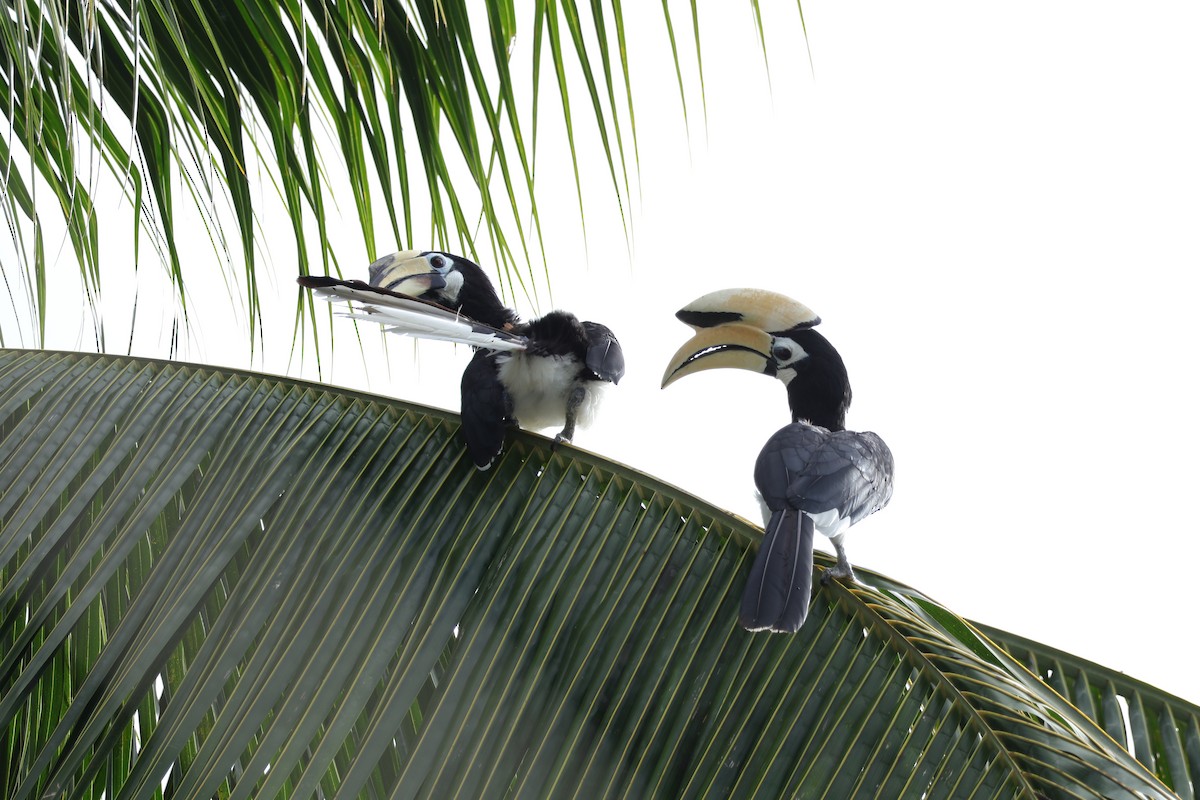 Oriental Pied-Hornbill - ML643418667