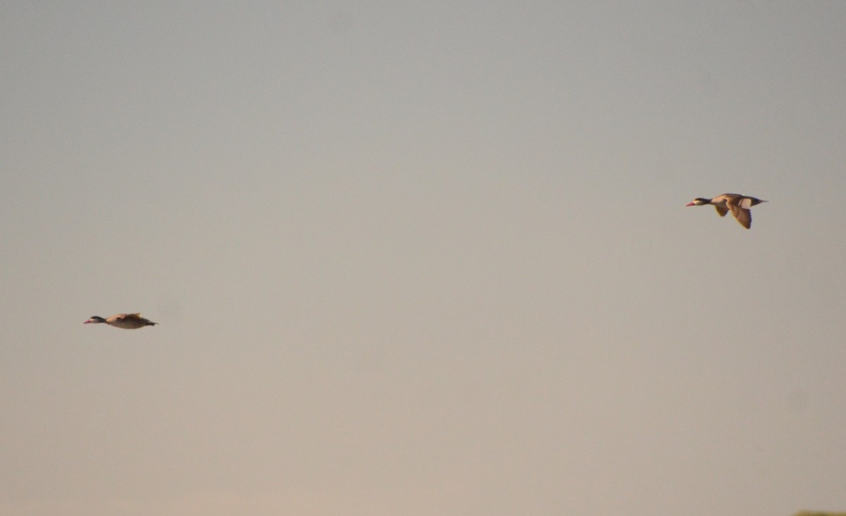 Red-billed Duck - ML643418675