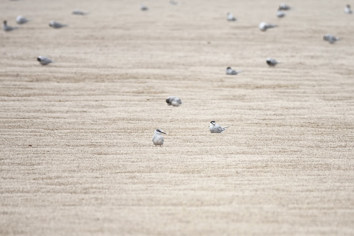 Peruvian Tern - ML643418677