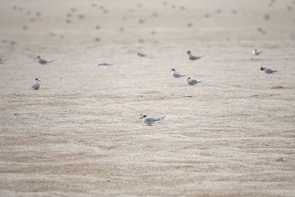 Peruvian Tern - ML643418678