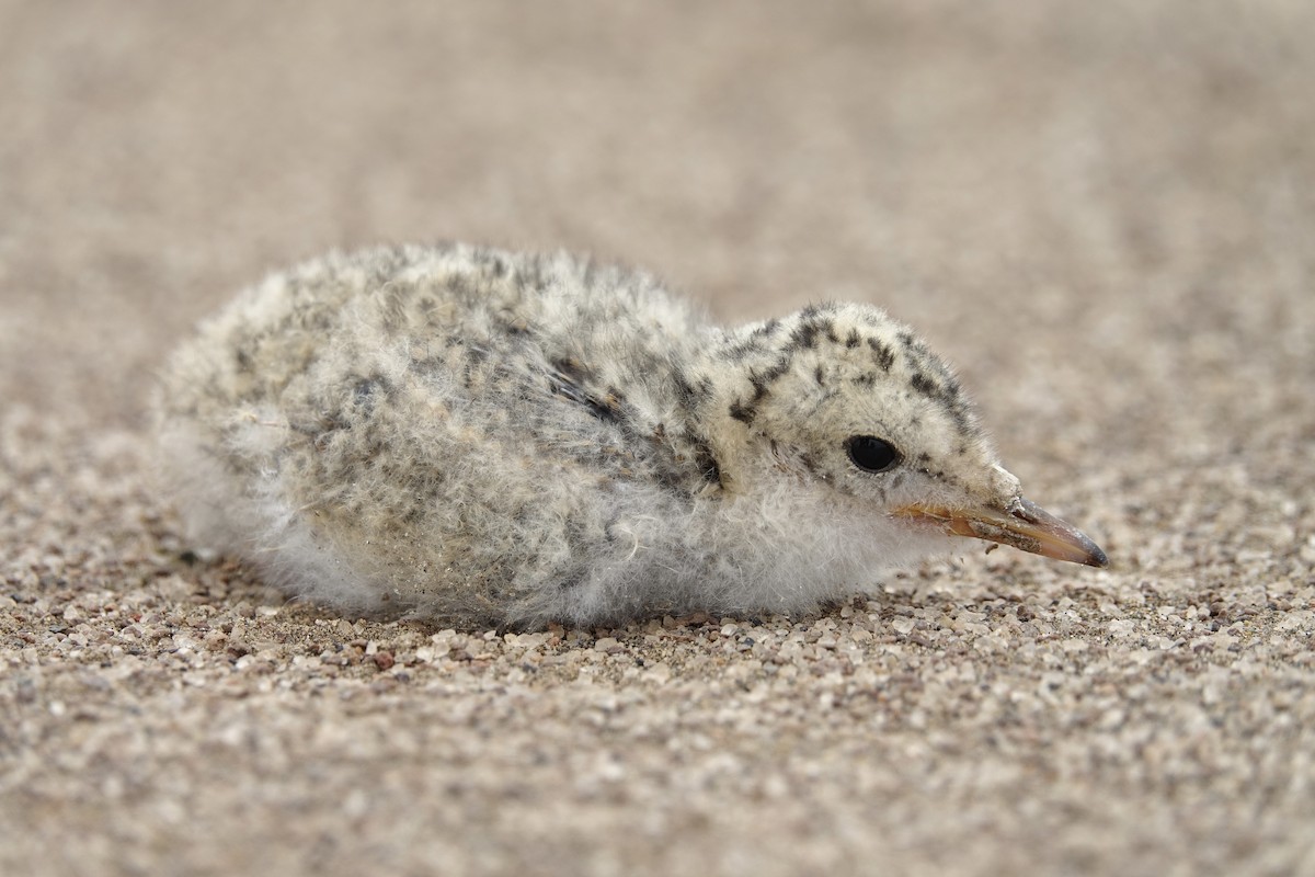 Peruvian Tern - ML643418679