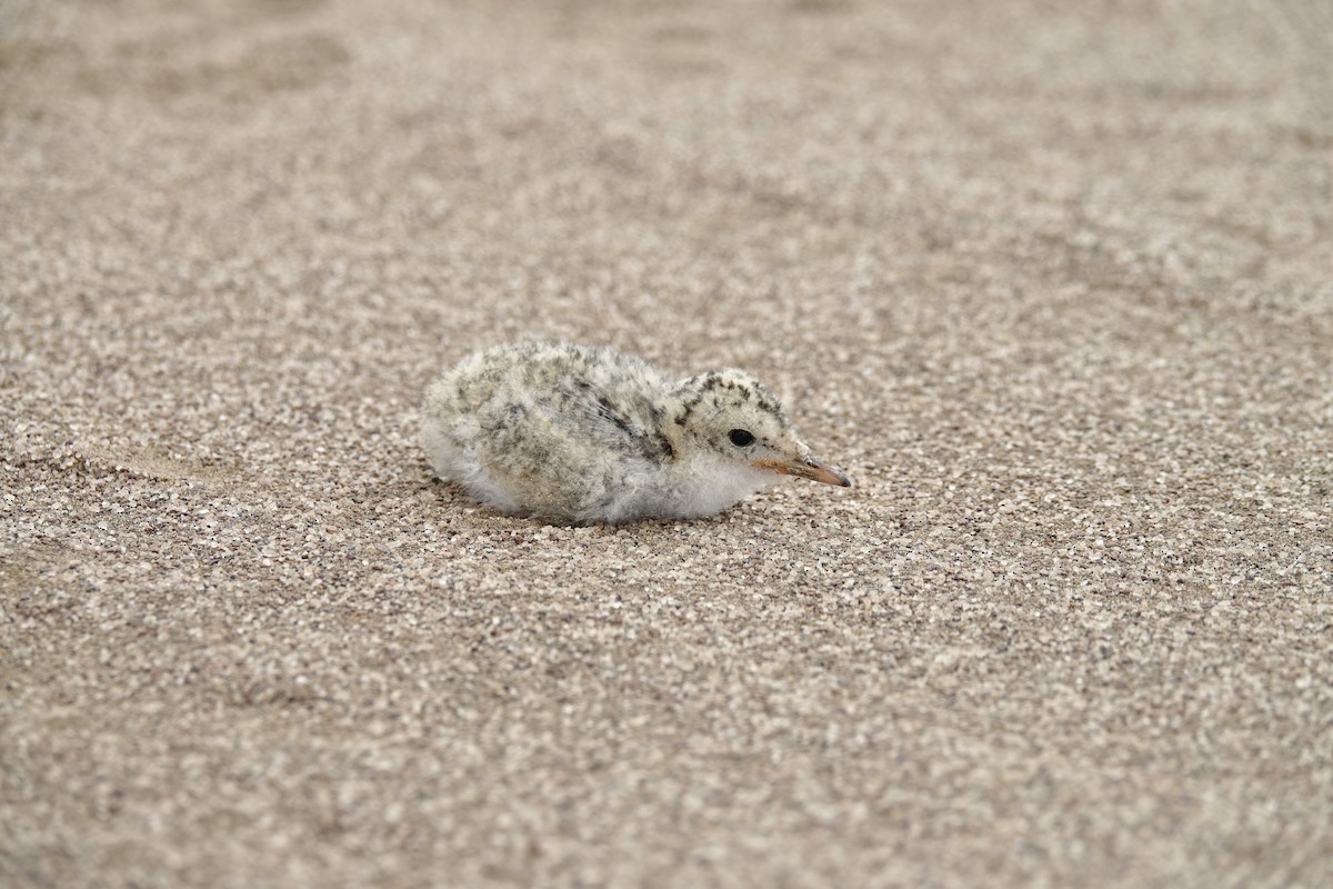 Peruvian Tern - ML643418680