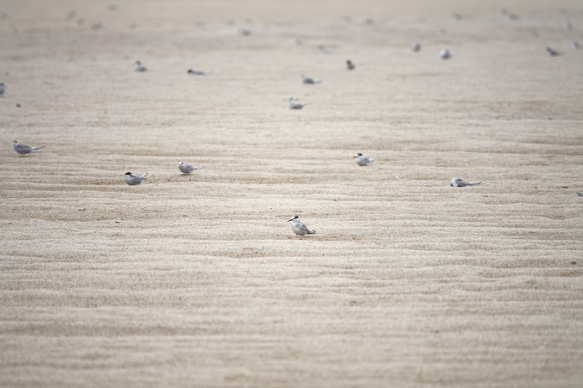 Peruvian Tern - ML643418681