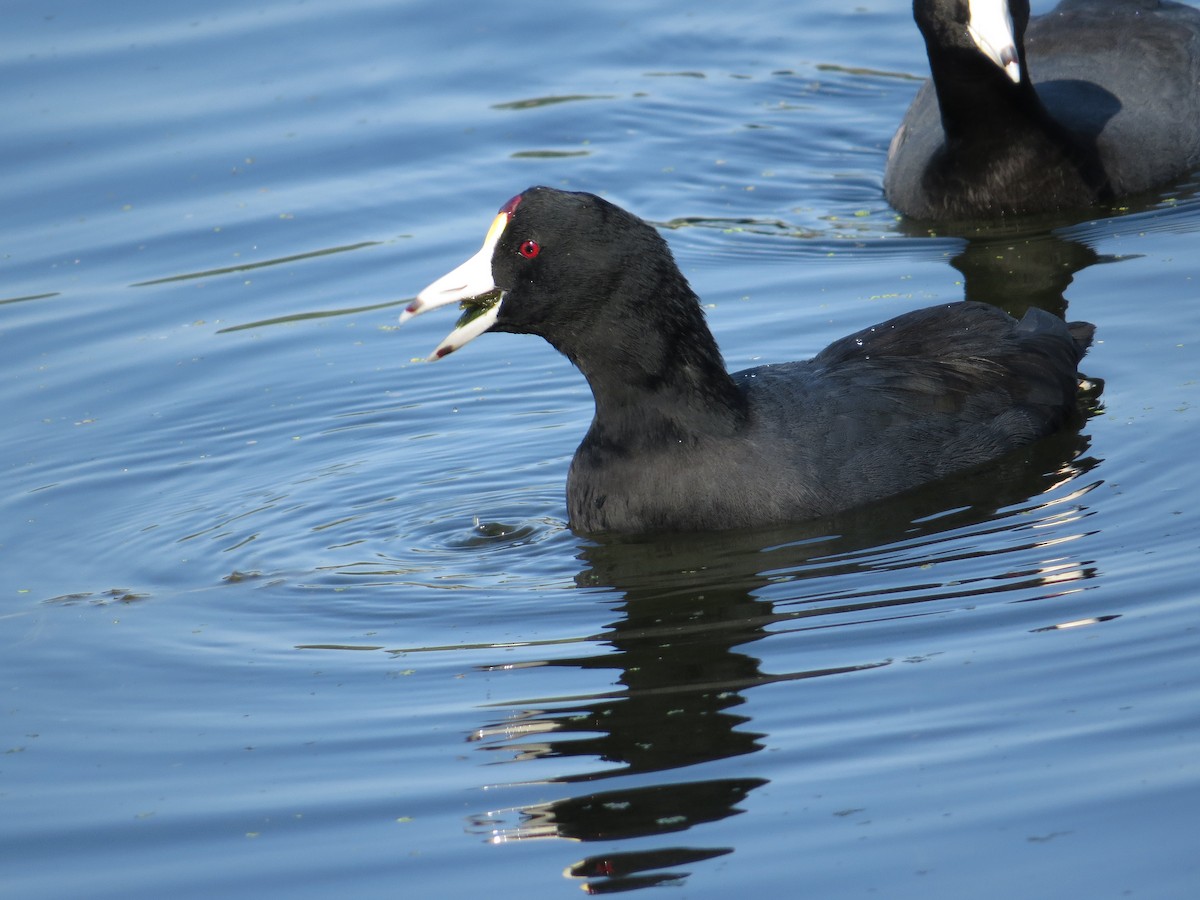 American Coot - ML643418682