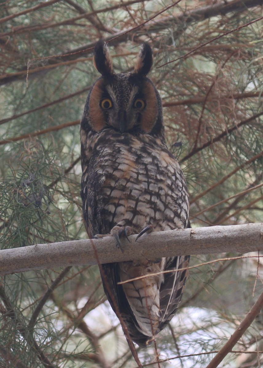 Long-eared Owl - ML643418683