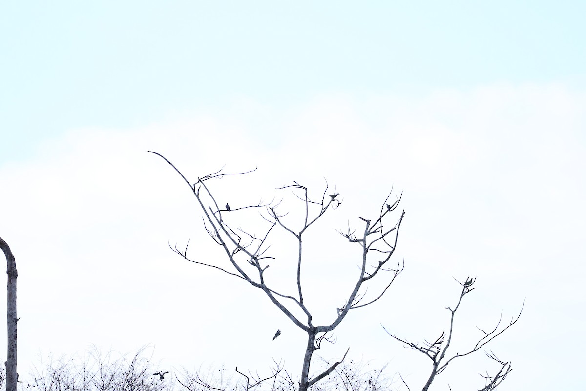 Pink-necked Green-Pigeon - ML643418687